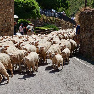 La trashumancia, una prctica de ayer pero tambin de hoy