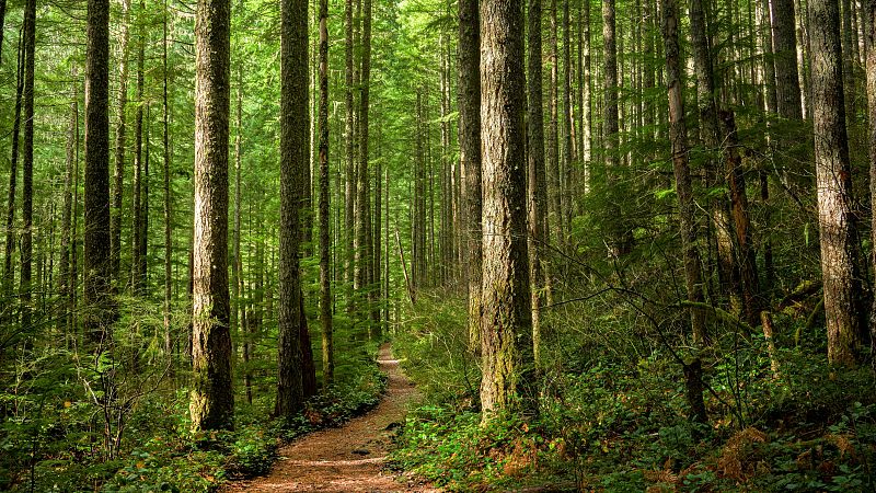 Entre probetas - La gestión de nuestros bosques - 01/07/25 - Escuchar ahora