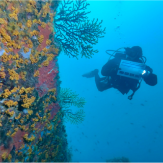 Mediterrneo tropicalizado