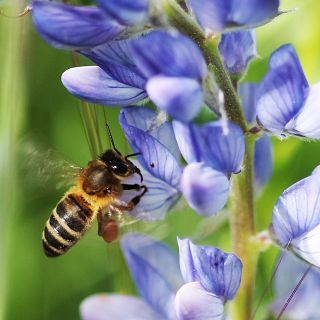 Ávila - El lenguaje secreto de las abejas: Una lección de equilibrio desde Poyales del Hoyo
