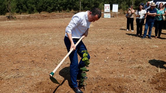 Pla per rellanar el sector de l'avellana