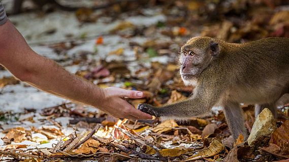 El perill d'infeccions d'origen animal segueix latent