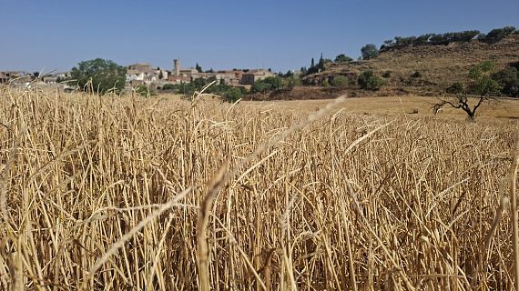 Investigadors testegen noves varietats d'ordi ms resistents al canvi climtic