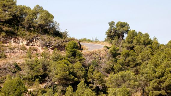 Nous espais tallafocs per evitar l'encadenament d'incendis