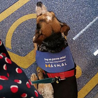 Barcelona - Perros señal