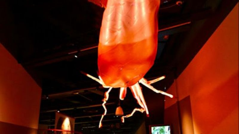 Reserva Natural - "Animales invisibles" y "Terrafilia", dos exposiciones imprescindibles - 10/07/25 - Escuchar ahora