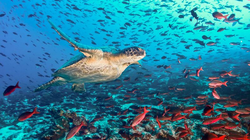 La pasión por el mundo marino y su protección - Españoles en la mar | Escuchar