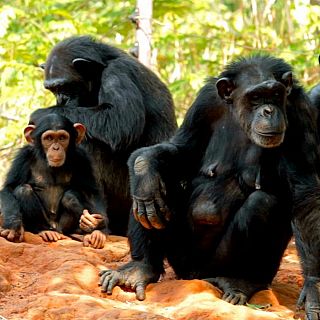 El mito de la dominancia del 'macho alfa' primate