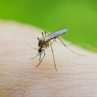 Castellón - Guerra a los mosquitos