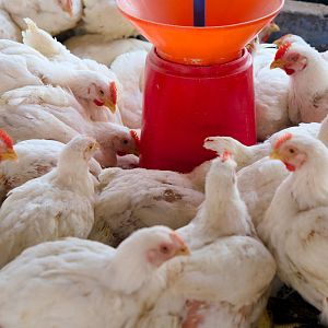 Mundo rural - Mundo rural - Sector del huevo y turismo de floración - 16/07/25 - Escuchar ahora