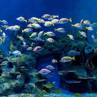 Conservación y equilibrio en los mares