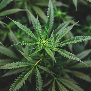 El cannabis de hoy, el más peligroso de la historia
