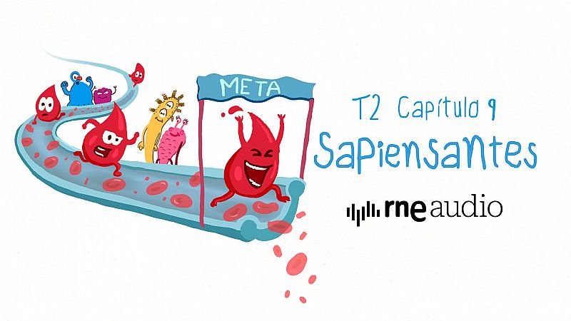 Sapiensantes - T2. E9. Por qu la sangre es roja y cmo circula por nuestro cuerpo? - Escuchar ahora