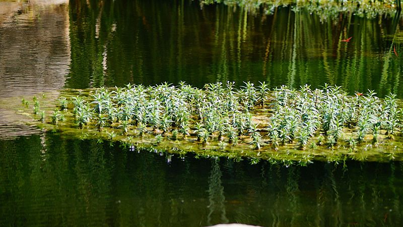 Reflejos en el agua II - Francesca Caccini, Hilarión Eslava, Philippe Verdelot... - 04/08/25 - Reflejos en el agua | Escuchar