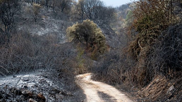 Muchas especies vegetales de España tienen estrategias de respuesta al fuego - 14 horas | Escuchar