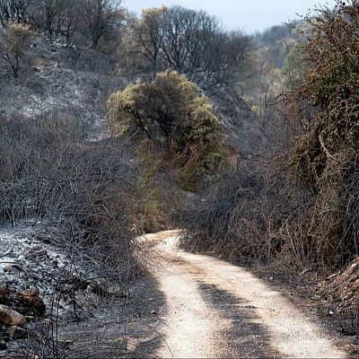 Muchas especies vegetales de España tienen estrategias de respuesta al fuego - 14 horas | Escuchar