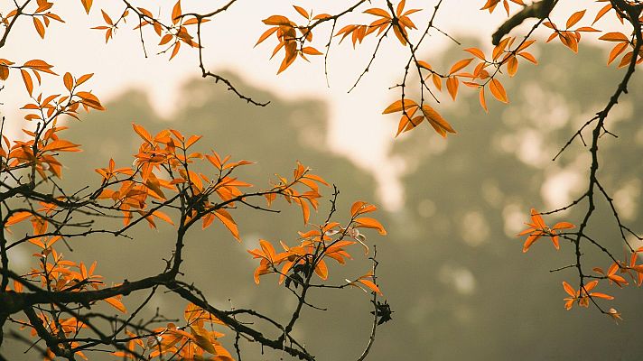 El jardín de Voltaire - La solidez de la inteligencia y la contención - 03/09/25 - El jardín de Voltaire | Escuchar