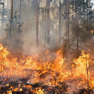 Puerta al presente - Puerta al presente - Incendios forestales, una deriva histórica -  08/09/25 - Escuchar ahora