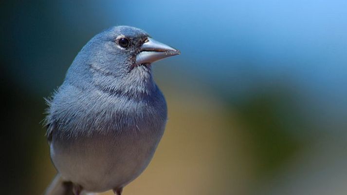 Músicas a vuelapluma - Canarias, reductos de música y biodiversidad - 06/09/25 - Músicas a vuelapluma | Escuchar