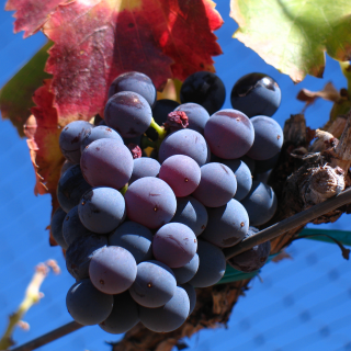 Garnacha: la joya enolgica de la Corona de Aragn
