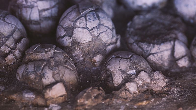 Viatjant per Catalunya: Terra de Dinosaures - Sn 4 dies | Escuchar