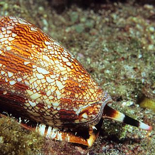 Caracol Cono