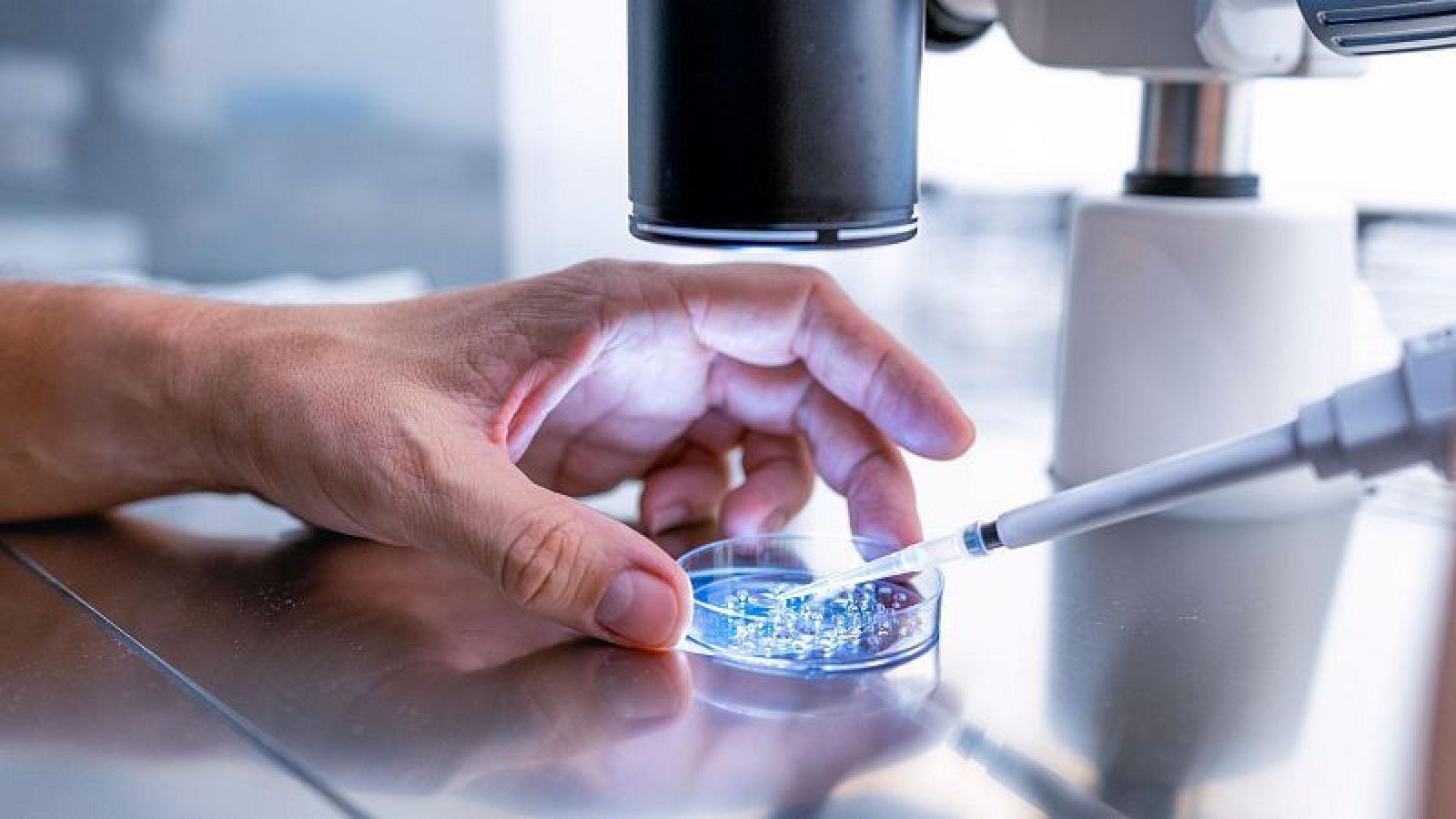 "El Nobel de Medicina demuestra cuál es la causa de una inmunidad primaria"-Escuchar ahora