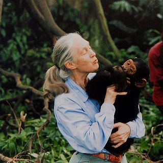 Jane Goodall, una vida estudiando la conducta del chimpanc
