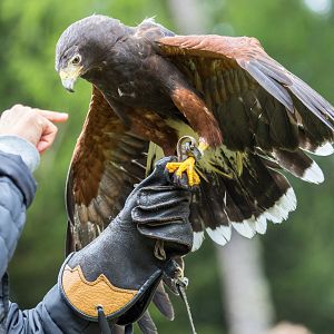 Memoria de delfín - Memoria de delfín - Cetrería: un arte milenario - Escuchar ahora