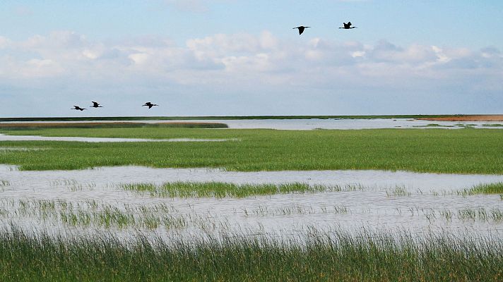 Hacer de la marisma un territorio vivo y sostenible - Españoles en la mar | Escuchar