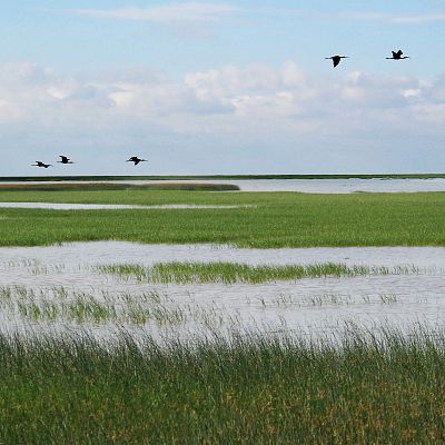 Hacer de la marisma un territorio vivo y sostenible - Españoles en la mar | Escuchar