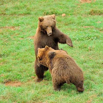 Guía para conocer la fauna ibérica y sus comportamientos - En clave Turismo | Escuchar