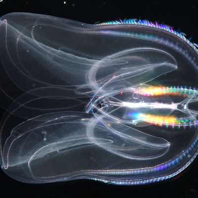 Fantasia, la app que predice nuevas funciones en proteínas - A golpe de bit | Escuchar