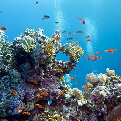 Conociendo la ciencia de los jardines submarinos - Españoles en la mar | Escuchar