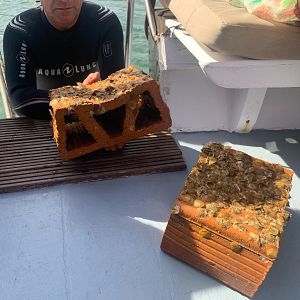 Reportajes Emisoras - Reportajes Emisoras - Cartagena -  Recuperación del Mar Menor con ostras - 14/11/25 - Escuchar ahora