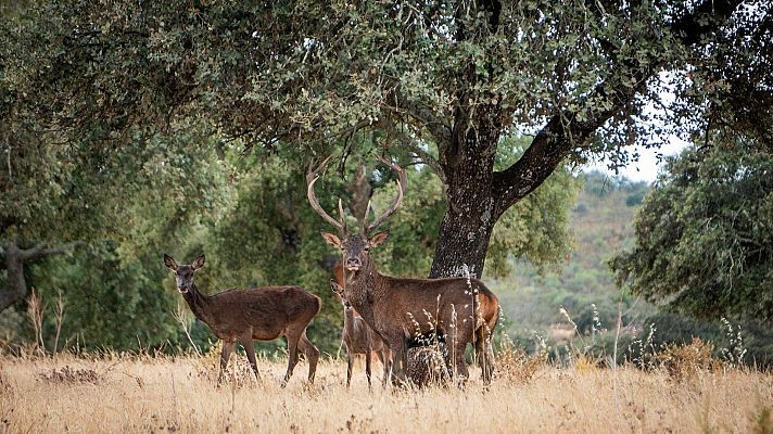 Reserva de la Biosfera de Monfragüe - La Iberia verde | Escuchar