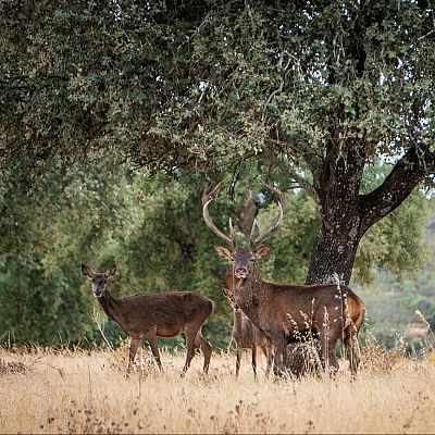 Reserva de la Biosfera de Monfragüe - La Iberia verde | Escuchar