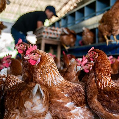El repunte de la gripe aviar preocupa al sector veterinario - Europa abierta | Escuchar
