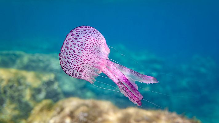 Las enigmáticas medusas como animales de compañía - Españoles en la mar | Escuchar