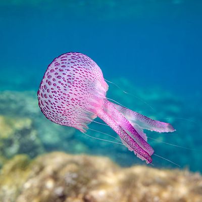 Las enigmáticas medusas como animales de compañía - Españoles en la mar | Escuchar
