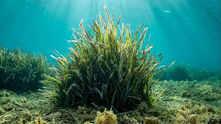 Infauna: una gran aliada para conservar los sebadales - Españoles en la mar | Escuchar