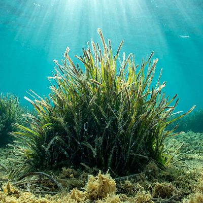Infauna: una gran aliada para conservar los sebadales - Españoles en la mar | Escuchar
