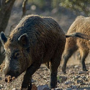 Marca España - Peste porcina africana: investigación puntera en España - Marca España | Escuchar