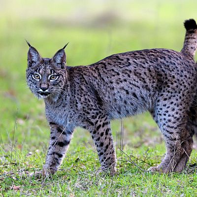 Hito en conservación del lince ibérico: embriones in vitro - A golpe de bit | Escuchar