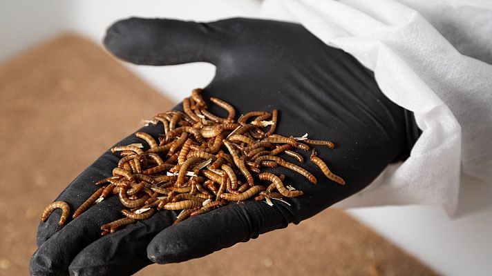 Proteínas alternativas - Marca España | Escuchar