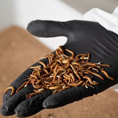 Proteínas alternativas - Marca España | Escuchar