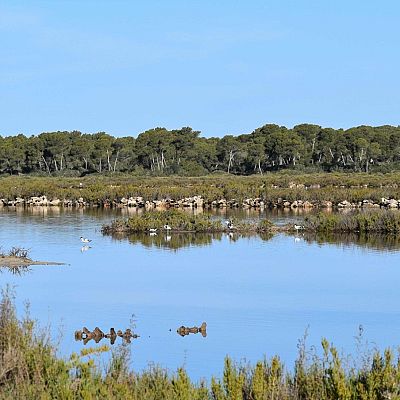 Parc Natural Maritimoterrestre Es Trenc-Salobrar de Campos - La Iberia verde | Escuchar