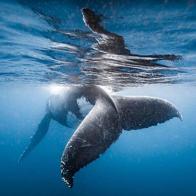 La asombrosa y larga historia ballenera del norte de España - Españoles en la mar | Escuchar