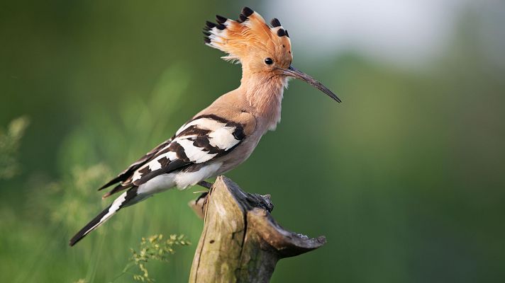 España, país con mayor biodiversidad de aves en Europa - Marca España | Escuchar