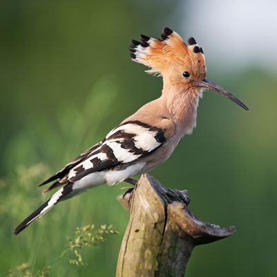 España, país con mayor biodiversidad de aves en Europa - Marca España | Escuchar